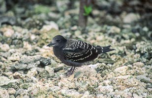 Seabirds shelter among Pisonia trees on Rose Atoll, Rose Atoll National Wildlife Refuge