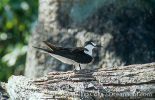 Seabirds shelter among Pisonia trees on Rose Atoll, Rose Atoll National Wildlife Refuge