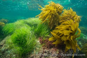 Seagrass and southern sea palm, Catalina