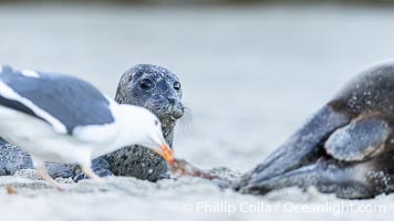A Western seagull picks at placenta on sand beach, as the seal pup born just moments before watches and tries to understand what is going on. Within an hour of being born, this pup had learned to nurse and had entered the ocean for its first swim, Phoca vitulina richardsi, La Jolla, California