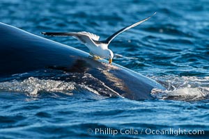 Seagull picks skin off a southern right whale, leaving a lesion that may become infected and which scientists have shown to be stressful to young calves, Eubalaena australis, Puerto Piramides, Chubut, Argentina