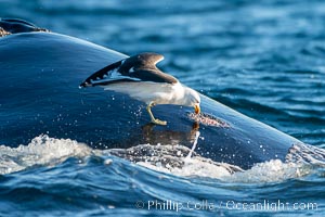 Seagull picks skin off a southern right whale, leaving a lesion that may become infected and which scientists have shown to be stressful to young calves, Eubalaena australis, Puerto Piramides, Chubut, Argentina