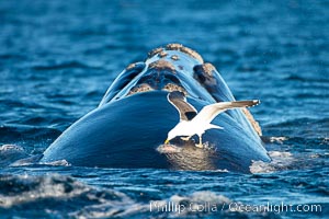 Seagull picks skin off a southern right whale, leaving a lesion that may become infected and which scientists have shown to be stressful to young calves, Eubalaena australis, Puerto Piramides, Chubut, Argentina