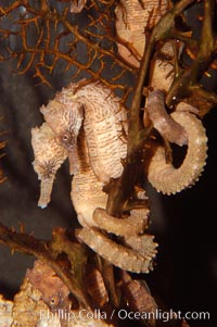 Seahorse, Hippocampus