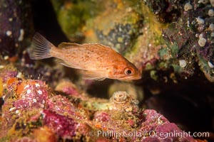 Kelp rockfish, Channel Islands. California, USA, Sebastes atrovirens, natural history stock photograph, photo id 07076