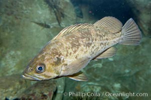 Kelp rockfish, Sebastes atrovirens