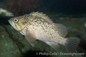 Kelp rockfish, Sebastes atrovirens