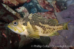 Copper rockfish, Sebastes caurinus