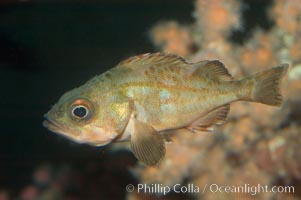 Splitnosed rockfish, Sebastes diploproa