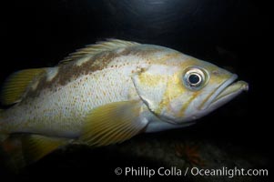 Yellowtail rockfish, Sebastes flavidus