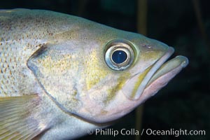 Yellowtail rockfish are found the eastern Aleutian island as far south as southern California, and can live over 60 years, Sebastes flavidus