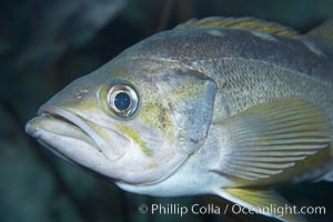 Yellowtail rockfish, Sebastes flavidus