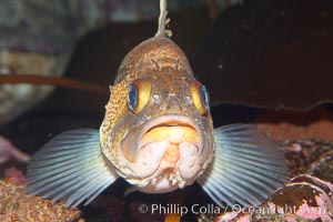 Quillback rockfish, Sebastes maliger