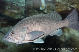 Black rockfish, Sebastes melanops