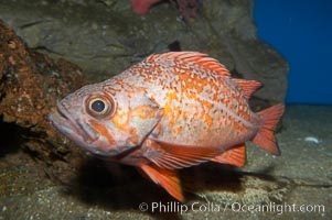 Vermillion rockfish, Sebastes miniatus