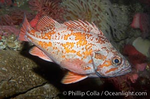 Vermillion rockfish, Sebastes miniatus