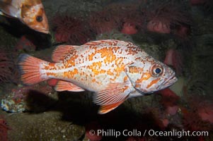 Vermillion rockfish, Sebastes miniatus