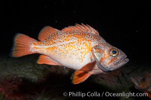 Vermillion rockfish, Sebastes miniatus