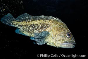 China rockfish, Sebastes nebulosus