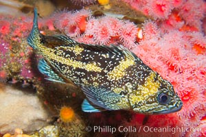 China rockfish., Sebastes nebulosus, natural history stock photograph, photo id 14040
