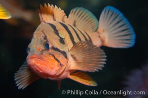 Tiger rockfish (juvenile), Sebastes nigrocinctus