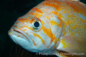 Canary rockfish, Sebastes pinniger