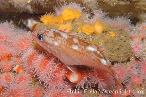 Rosy rockfish, Sebastes rosaceus