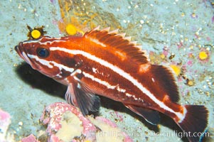 Yelloweye rockfish, juvenile.  The juvenile yelloweye rockfish is black and white and only slowly becomes bright orange after migrating to deep water and maturing, Sebastes ruberrimus