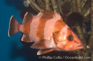 Flag rockfish, Sebastes rubrivinctus