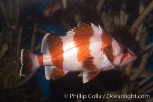 Flag rockfish, Sebastes rubrivinctus