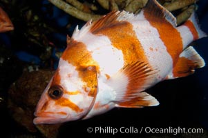 Flag rockfish, Sebastes rubrivinctus