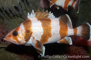 Flag rockfish, Sebastes rubrivinctus