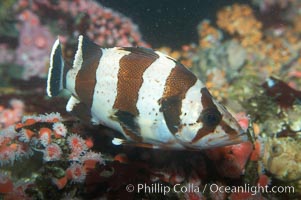 Flag rockfish, Sebastes rubrivinctus