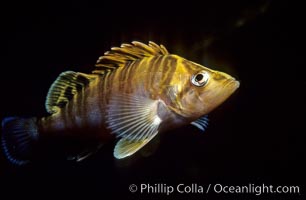 Juvenile treefish among offshore drift kelp, Sebastes serriceps, San Diego, California