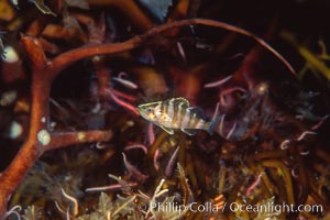 Juvenile treefish among offshore drift kelp, San Diego, Sebastes serriceps