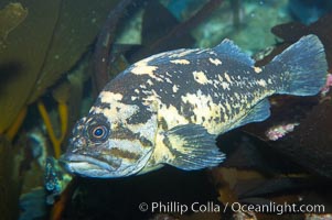 Unidentified rockfish, Sebastes