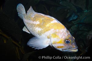 Unidentified rockfish, Sebastes