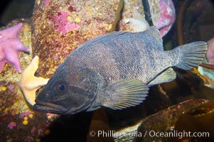 Unidentified rockfish, Sebastes