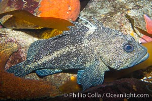 Unidentified rockfish, Sebastes