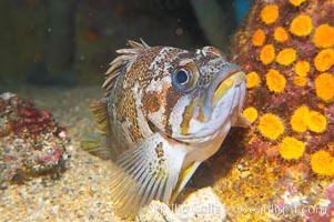 Unidentified rockfish, Sebastes