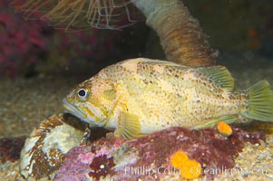 Unidentified rockfish, Sebastes