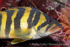 Unidentified rockfish, Sebastes