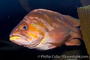 Unidentified rockfish, Sebastes