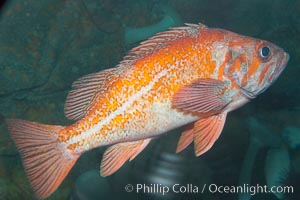 Unidentified rockfish, Sebastes