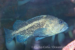 Unidentified rockfish, Sebastes