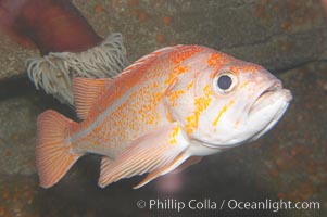 Unidentified rockfish, Sebastes