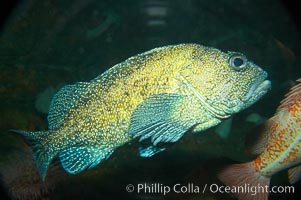 Unidentified rockfish, Sebastes