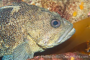 Unidentified rockfish, Sebastes