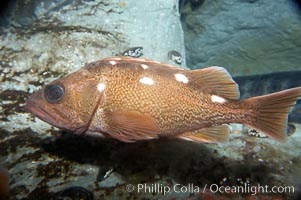 Honeycomb rockfish, Sebastes umbrosus