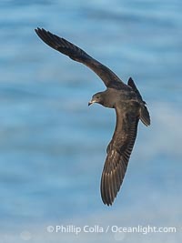 First Winter Juvenile Heermann's Gull in Flight, La Jolla, Larus heermanni